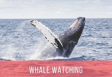 Whale Watching 