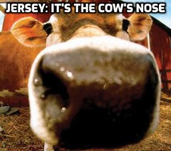 Jersey: It's The Cow's Nose